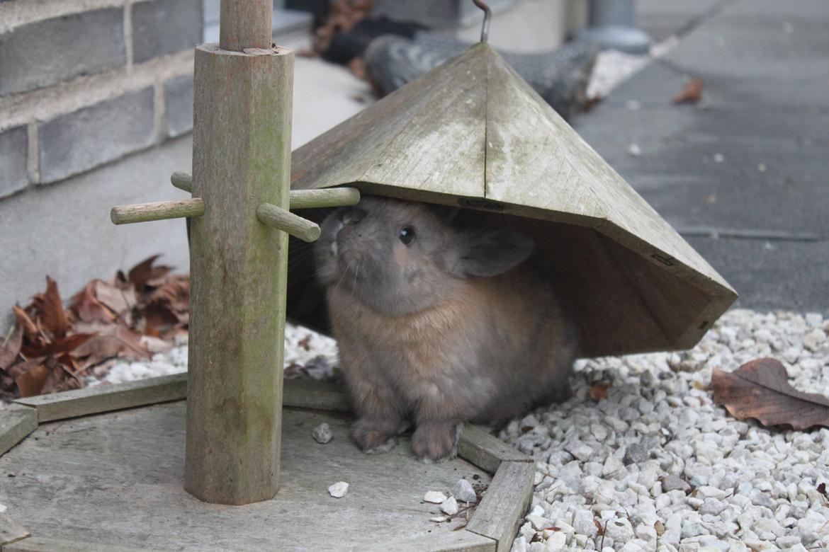 Kanin Dougs CoEa Eywa - CHINA - HAT :D billede 8