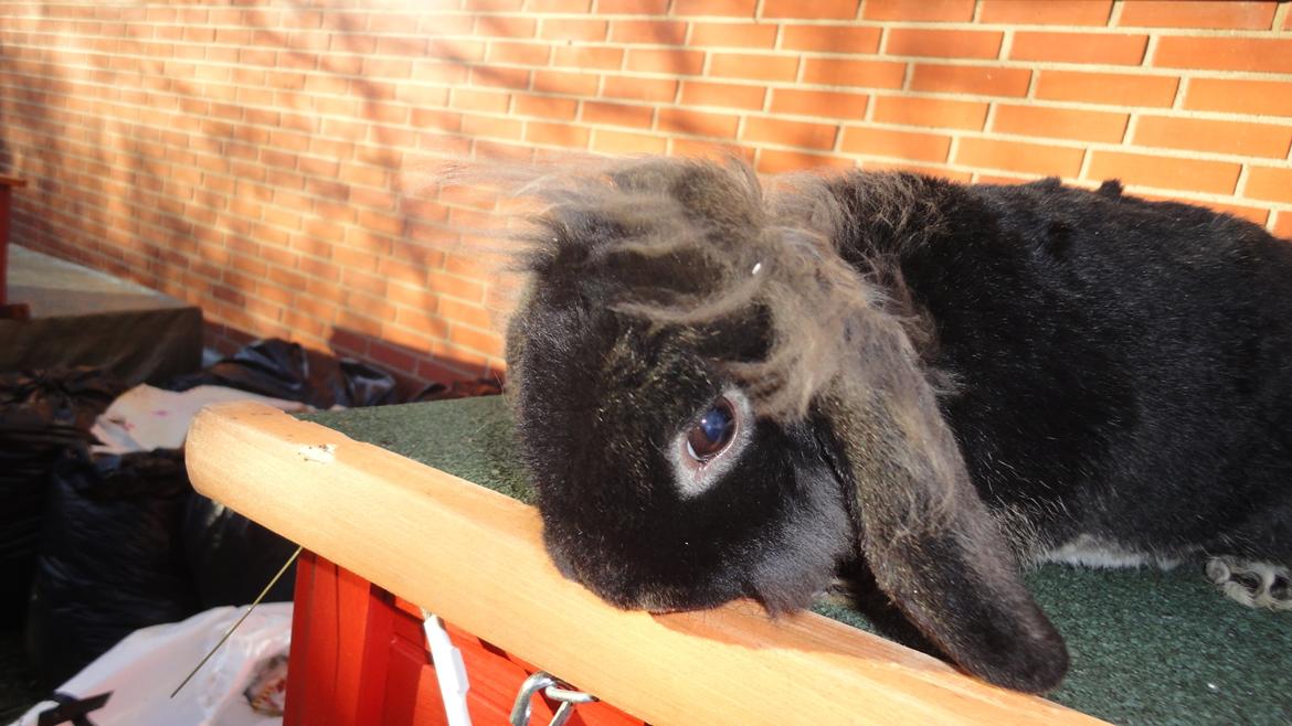 Kanin Metis billede 7