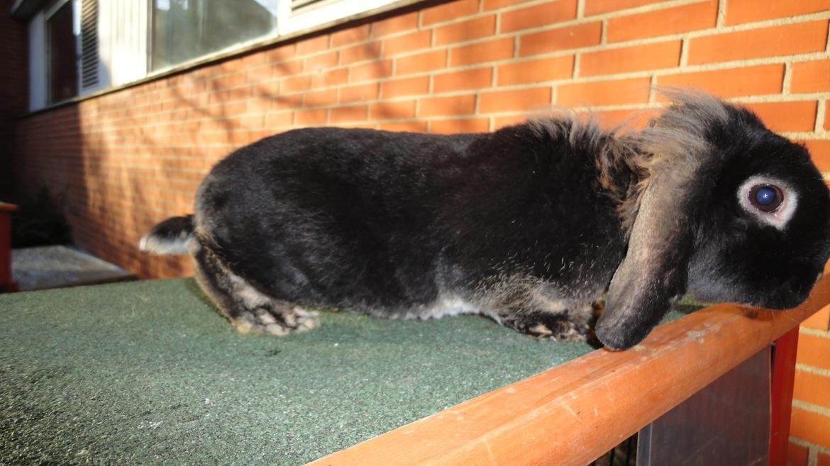 Kanin Metis billede 8