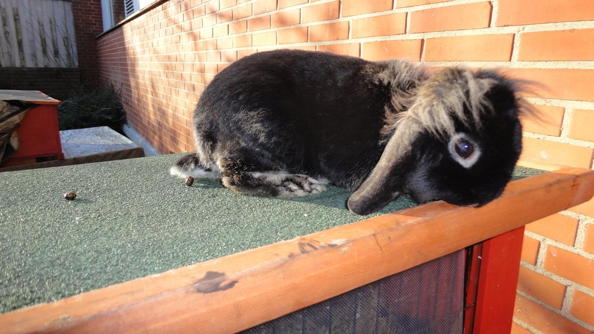 Kanin Metis billede 9