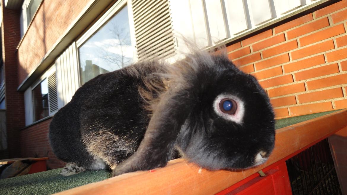 Kanin Metis billede 10