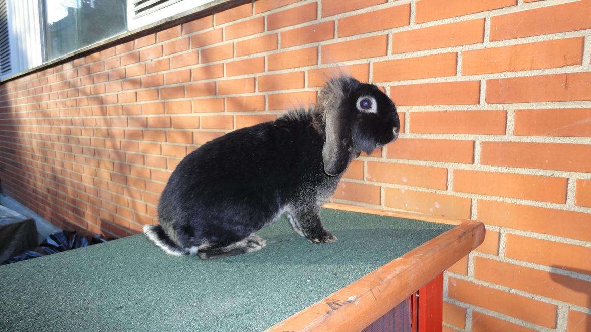 Kanin Metis billede 11