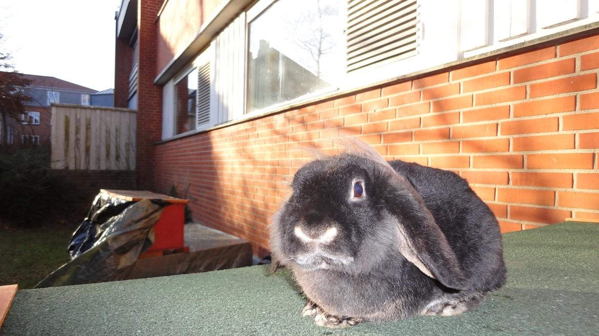 Kanin Metis billede 12