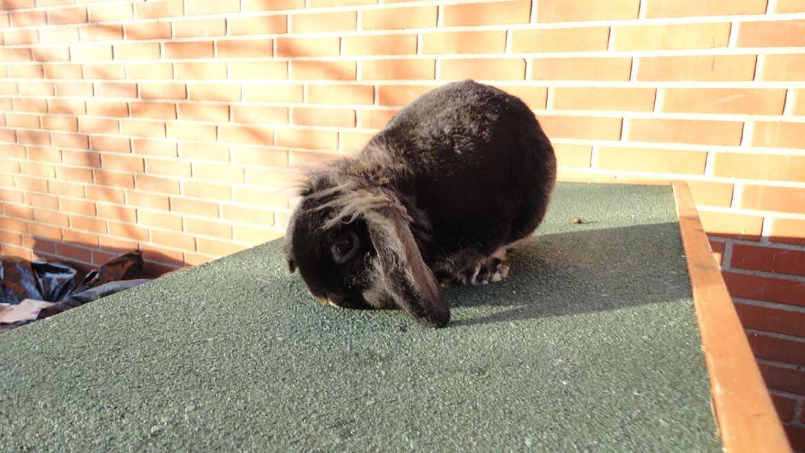 Kanin Metis billede 13