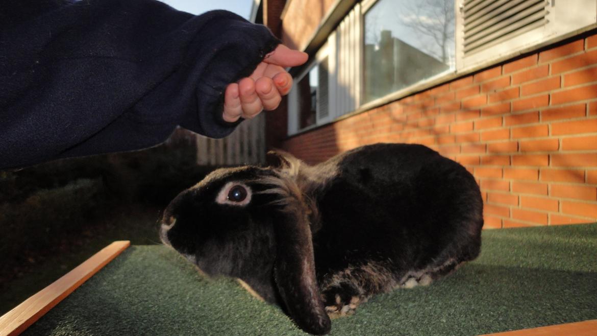 Kanin Metis billede 14