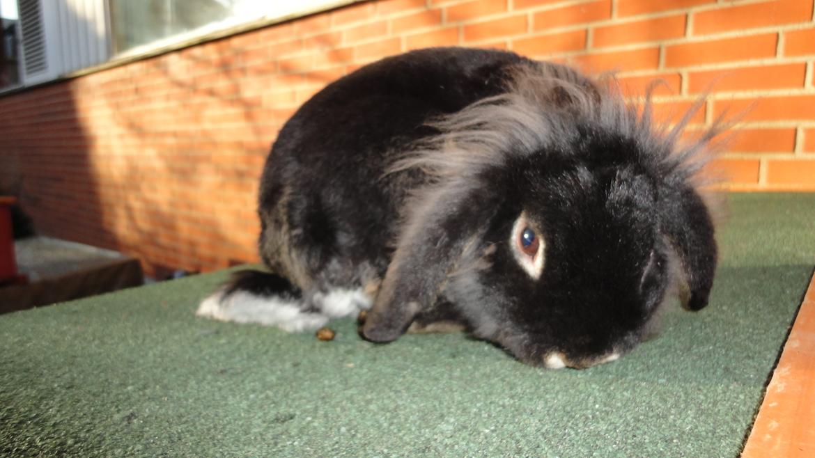 Kanin Metis billede 15