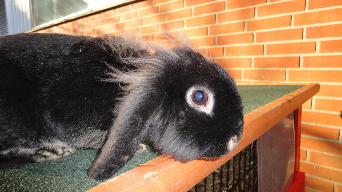 Kanin Metis billede 16