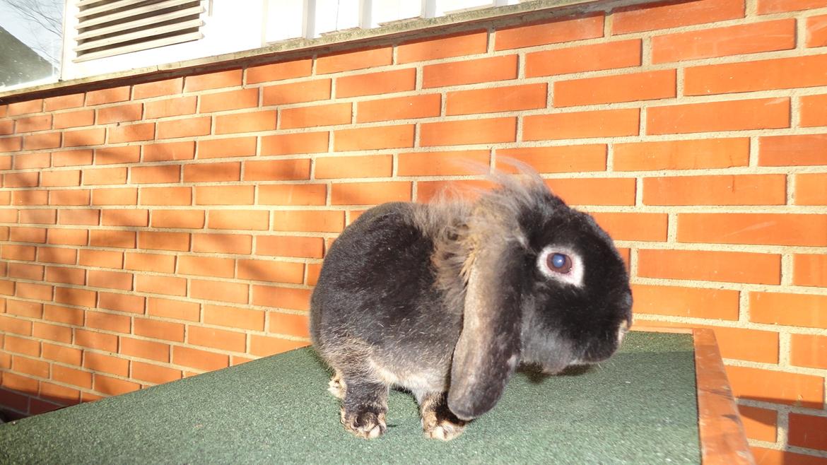 Kanin Metis billede 17