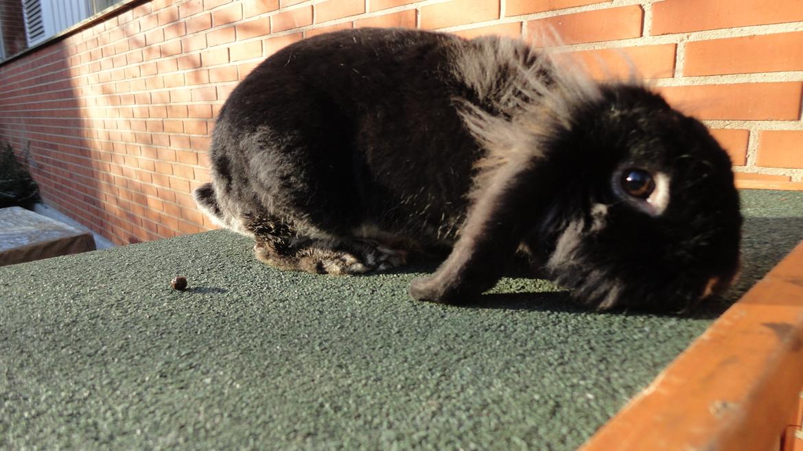 Kanin Metis billede 18