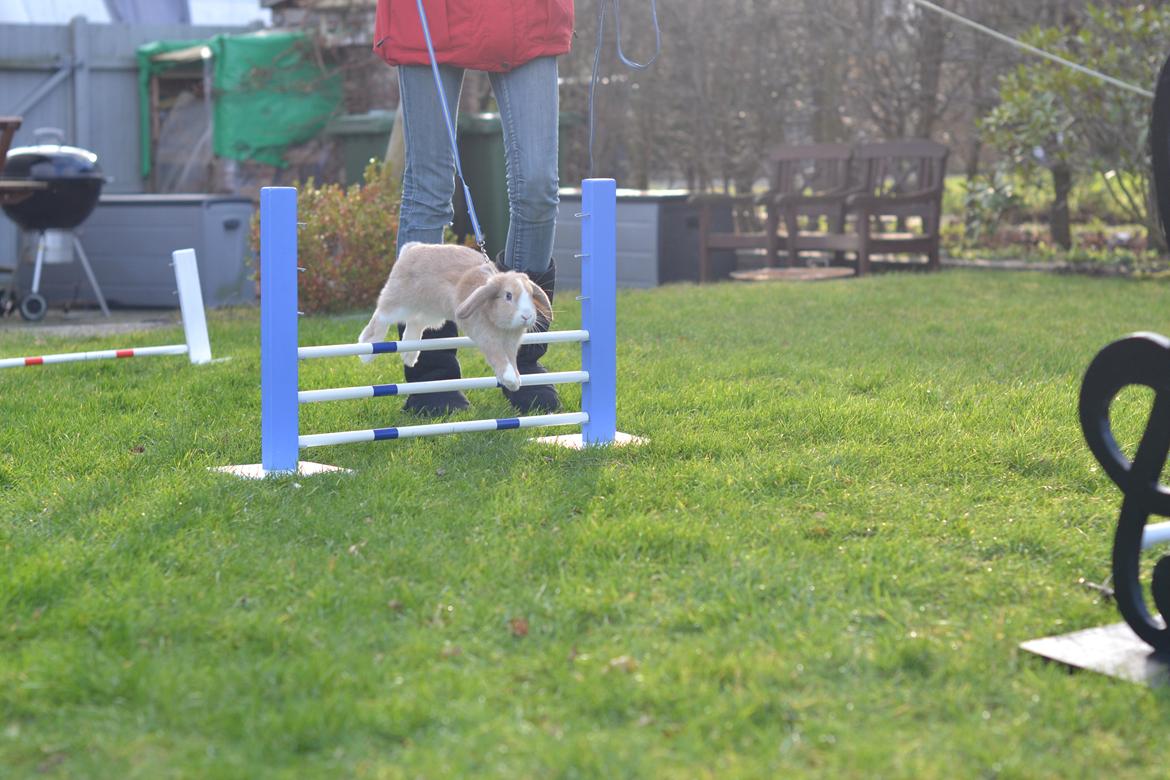 Kanin Winds Just Like Beauty billede 15