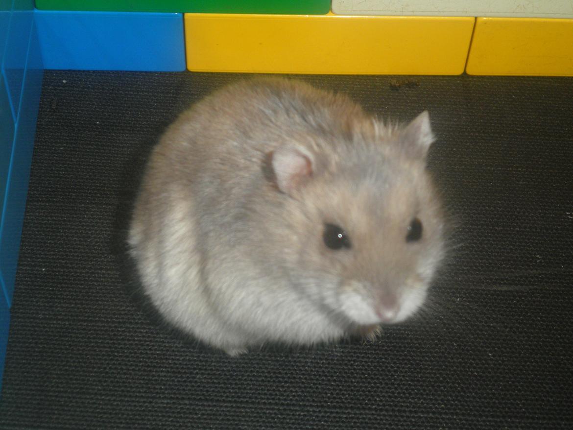 Dværghamster Alicia <3 *R.I.P* - Lille søde Alicia :-* billede 17