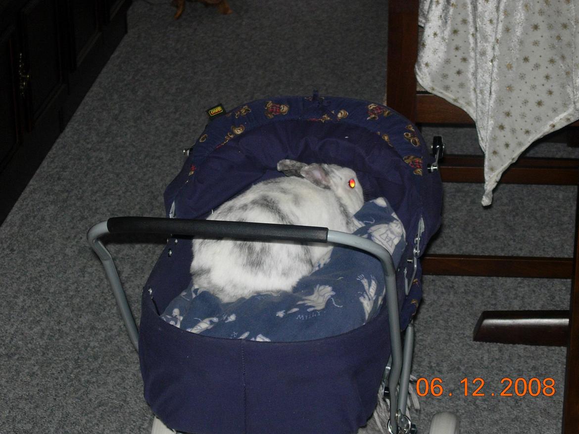 Kanin team hop,s 2.bedste springe magnus billede 2