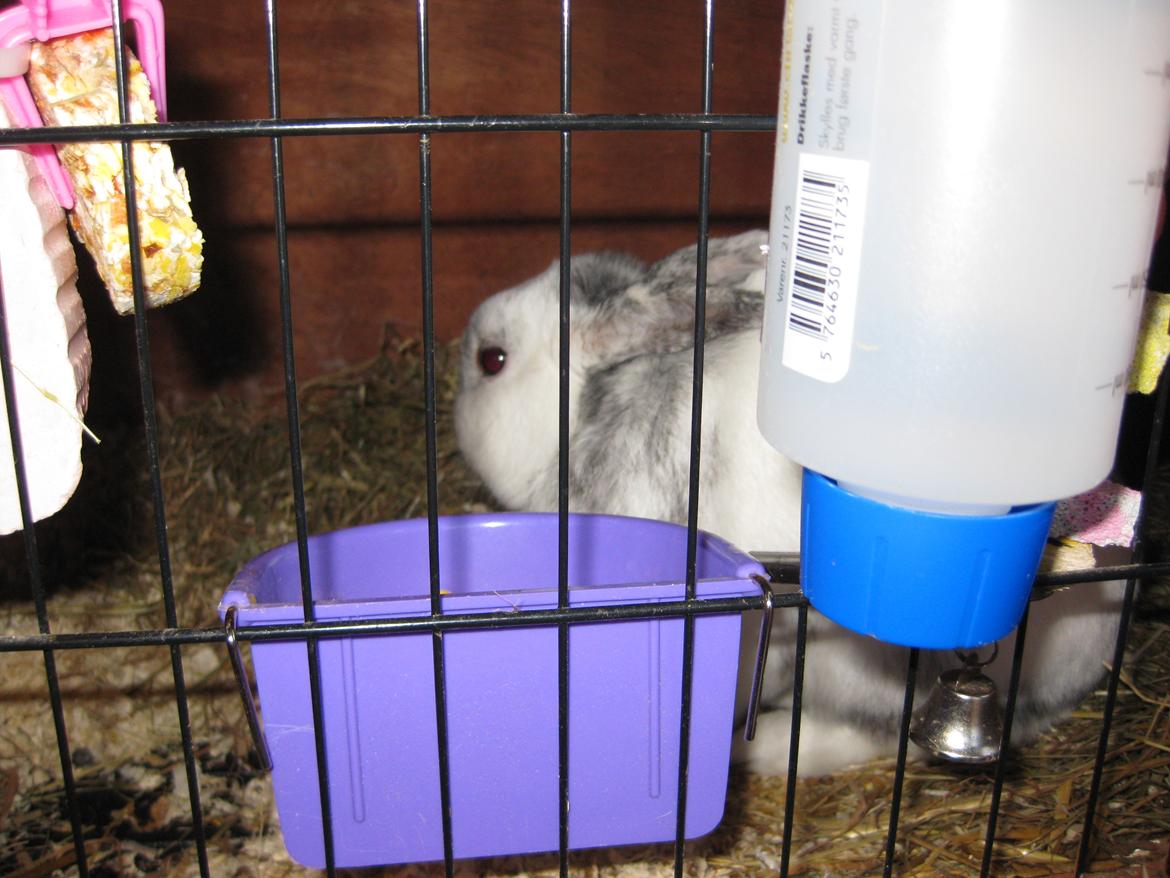 Kanin team hop,s 2.bedste springe magnus - miig billede 3