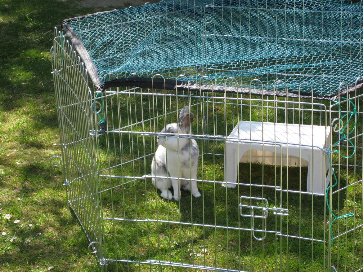 Kanin team hop,s 2.bedste springe magnus billede 4