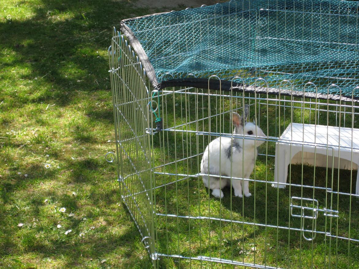 Kanin team hop,s 2.bedste springe magnus billede 5