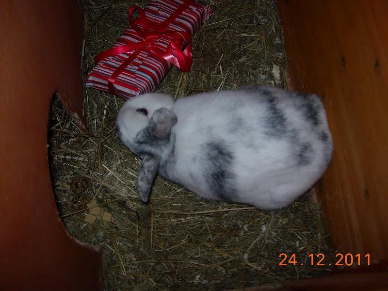 Kanin team hop,s 2.bedste springe magnus - Magnus :) Juleaften billede 6