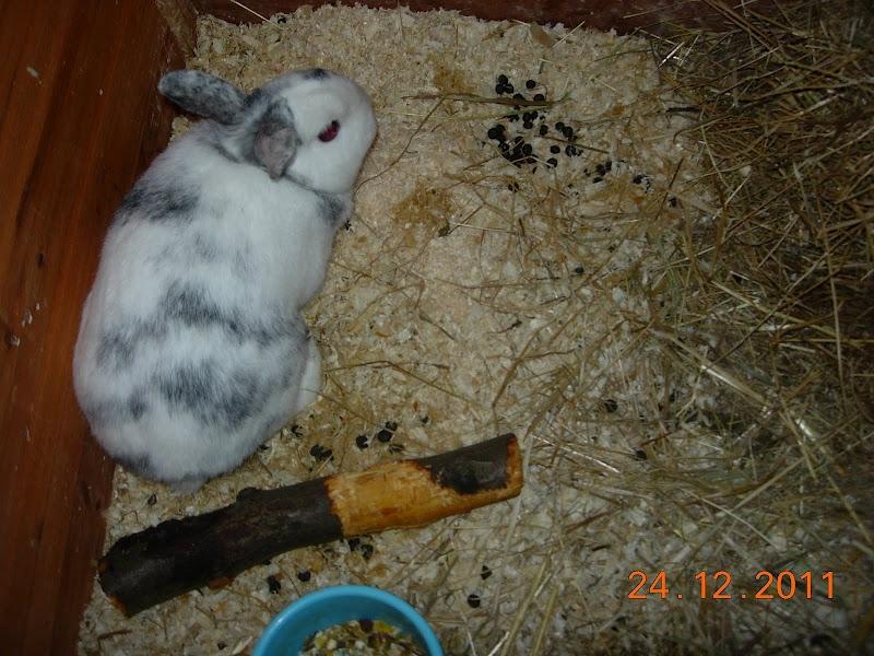 Kanin team hop,s 2.bedste springe magnus billede 8