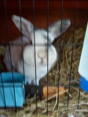 Kanin team hop,s 2.bedste springe magnus billede 9