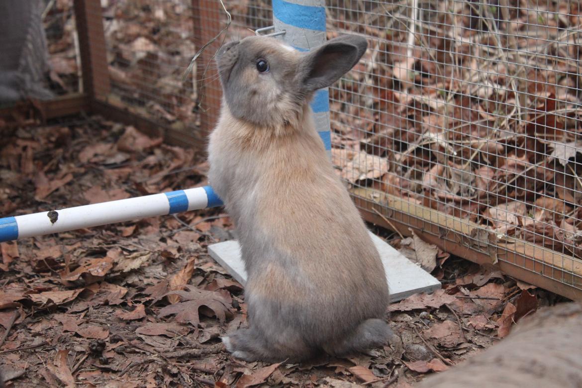 Kanin Dougs CoEa Eywa billede 9