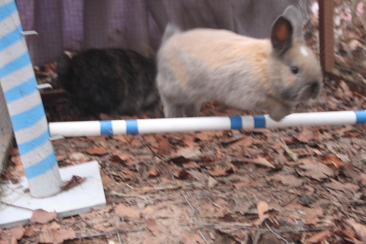 Kanin Dougs CoEa Eywa billede 10