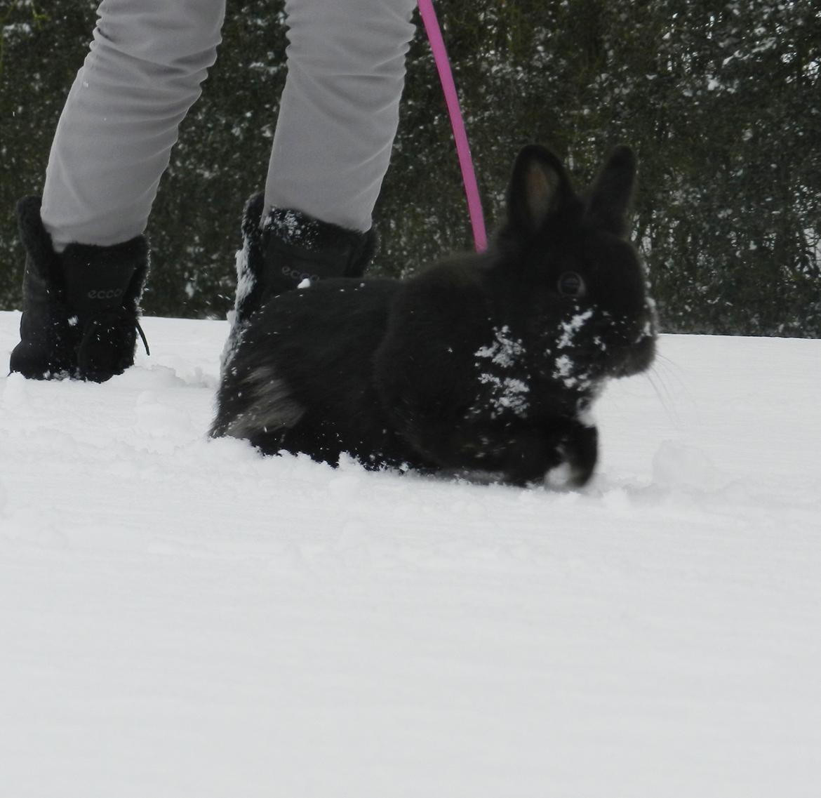 Kanin Speedy Cornsarles (forsvundet) :´( - Speedy i sneen :) billede 10