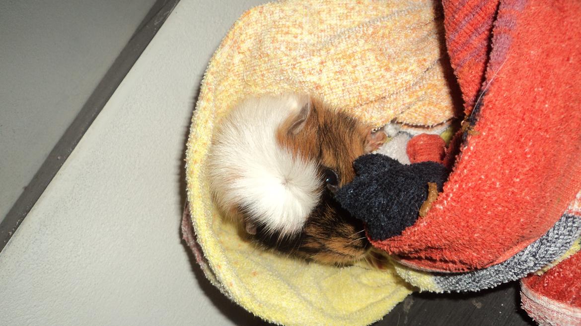 Marsvin Coccò billede 5