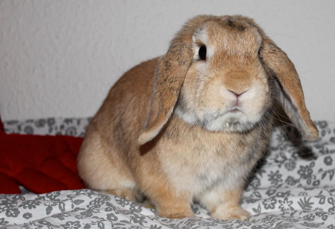 Kanin | BamseLamse - Fine dreng :) billede 1