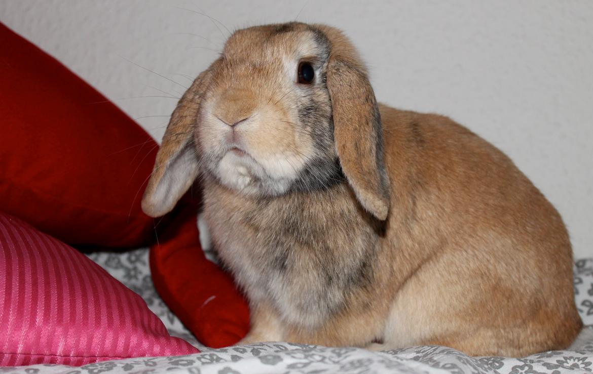 Kanin | BamseLamse billede 2