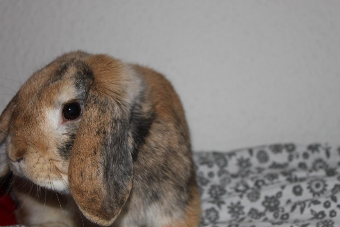 Kanin | BamseLamse - Hans grå tegn :) billede 3