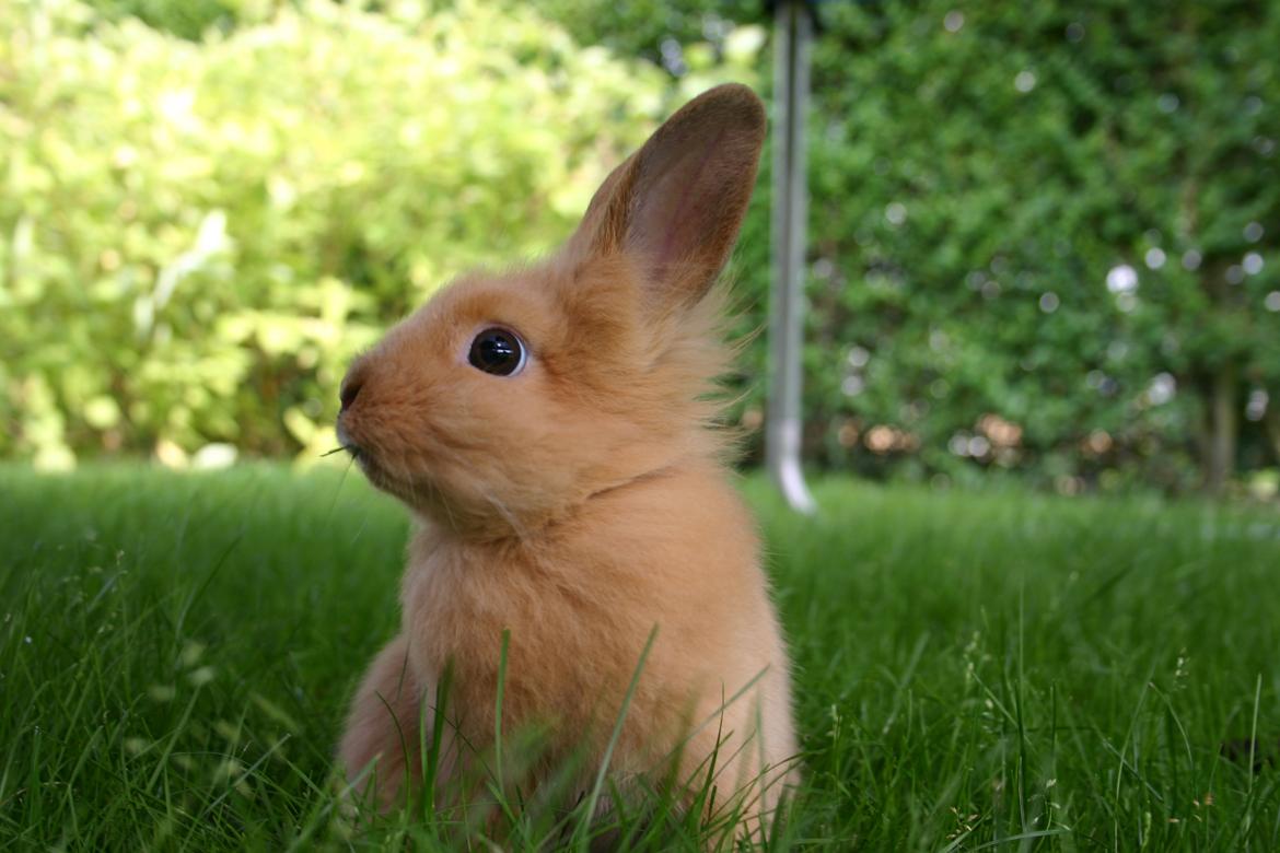 Kanin Trisha billede 6