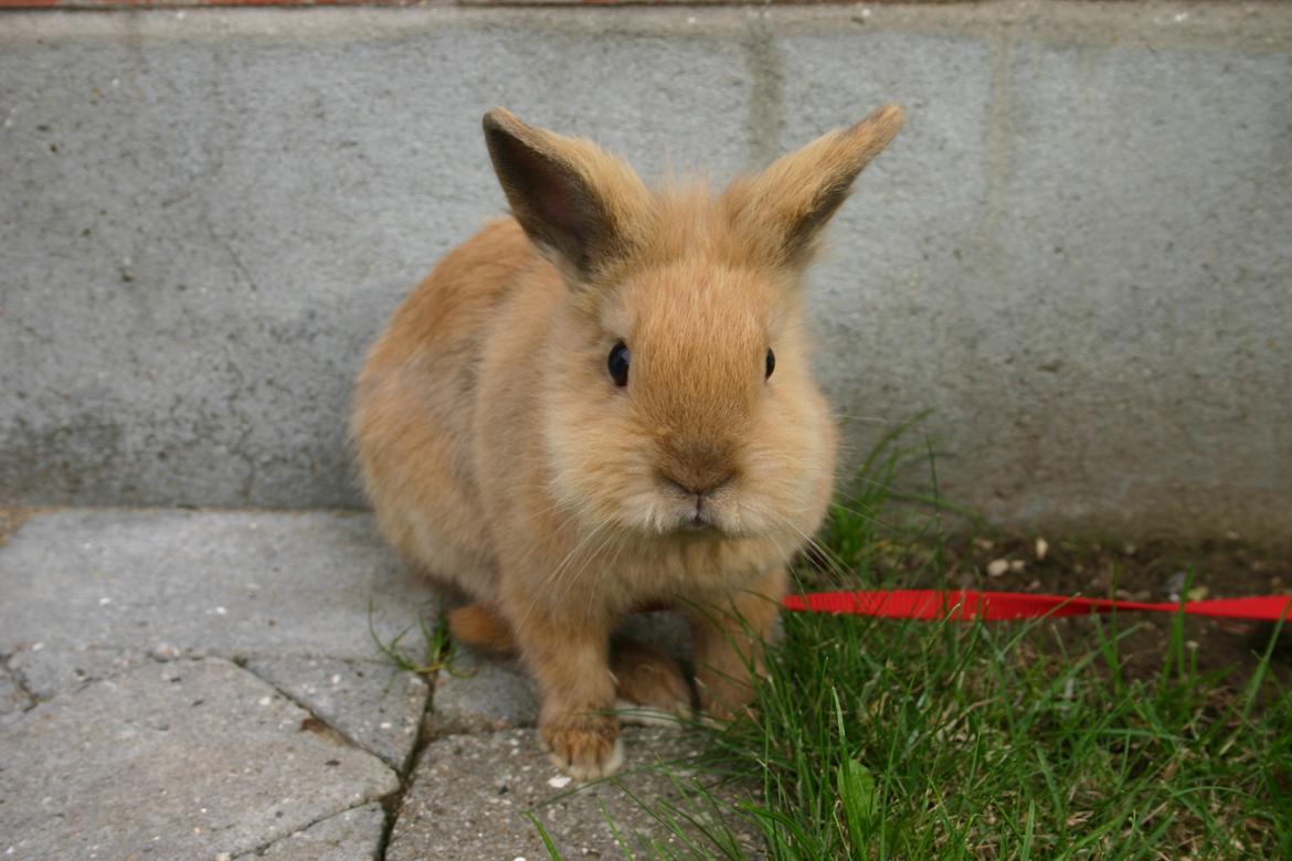 Kanin Trisha billede 7