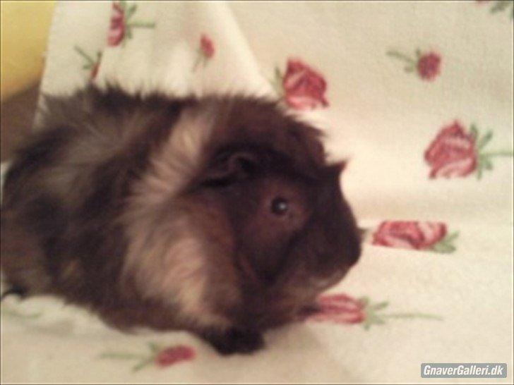 Marsvin Sputtes Sorte Perle billede 2