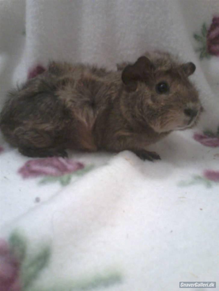 Marsvin Sputtes Sorte Perle - HANS HALVSØSTER! billede 6