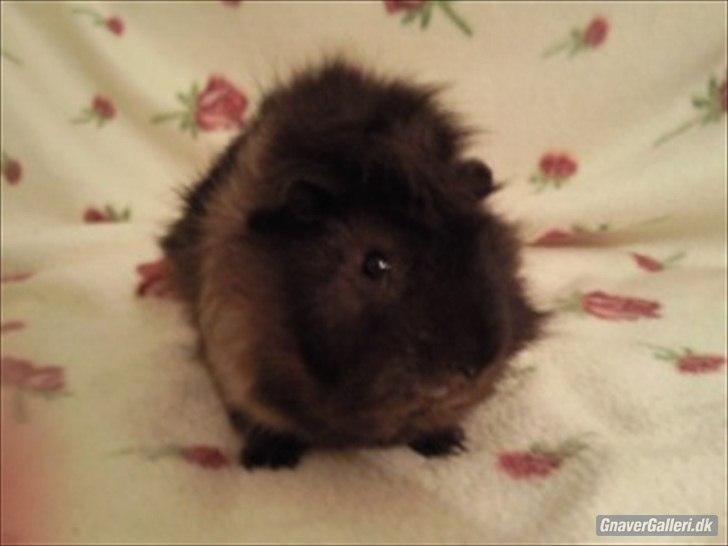 Marsvin Sputtes Sorte Perle billede 1