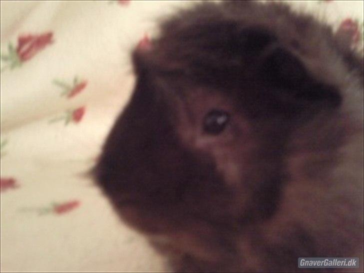 Marsvin Sputtes Sorte Perle billede 3