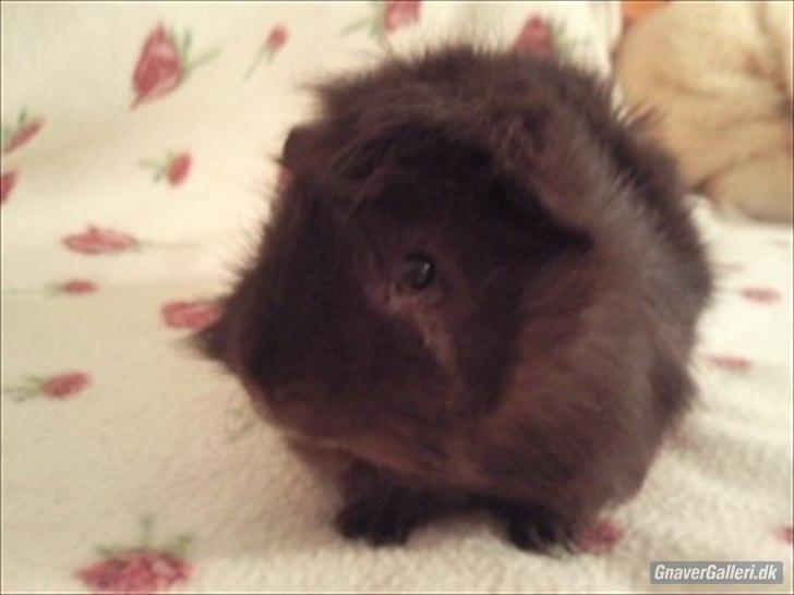 Marsvin Sputtes Sorte Perle billede 4