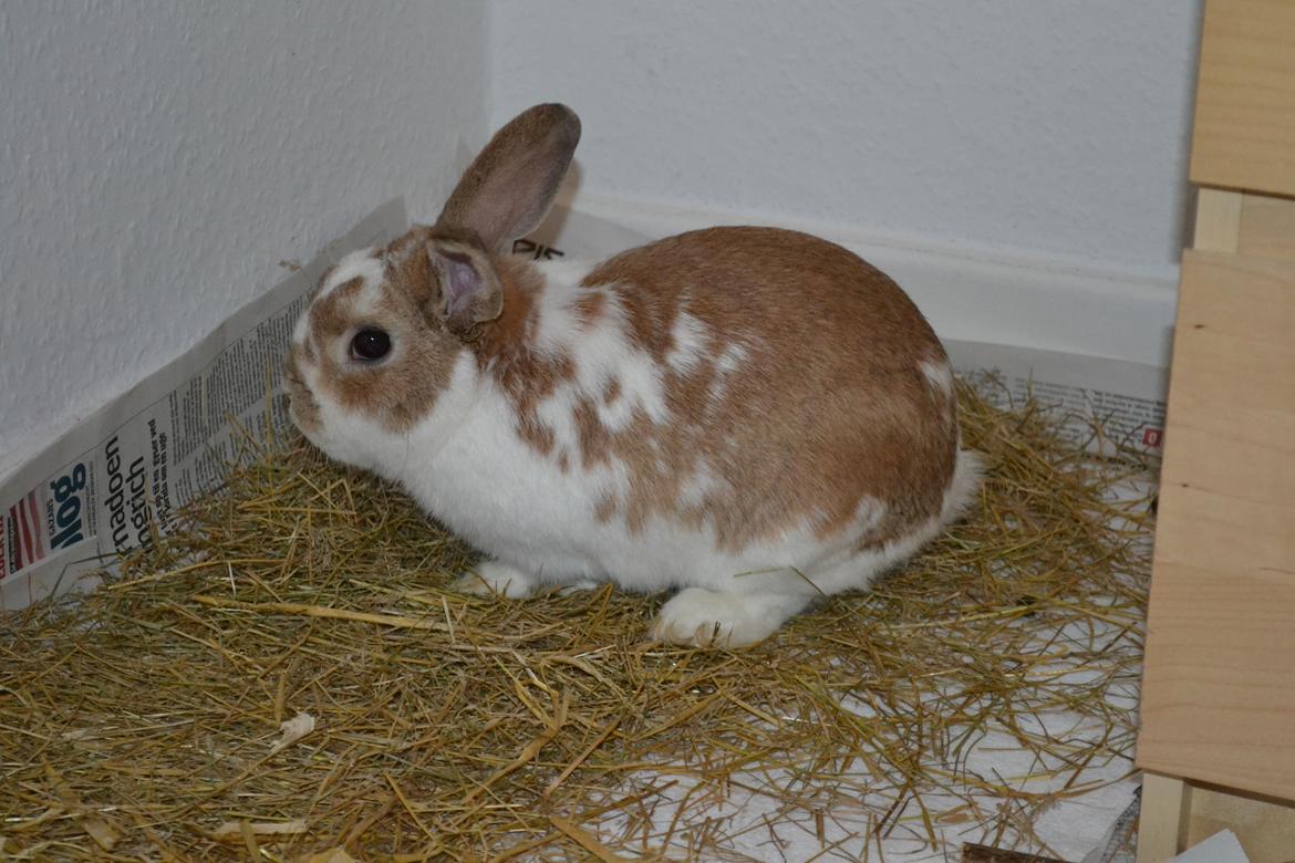 Kanin Princeton a.k.a Prins. billede 2