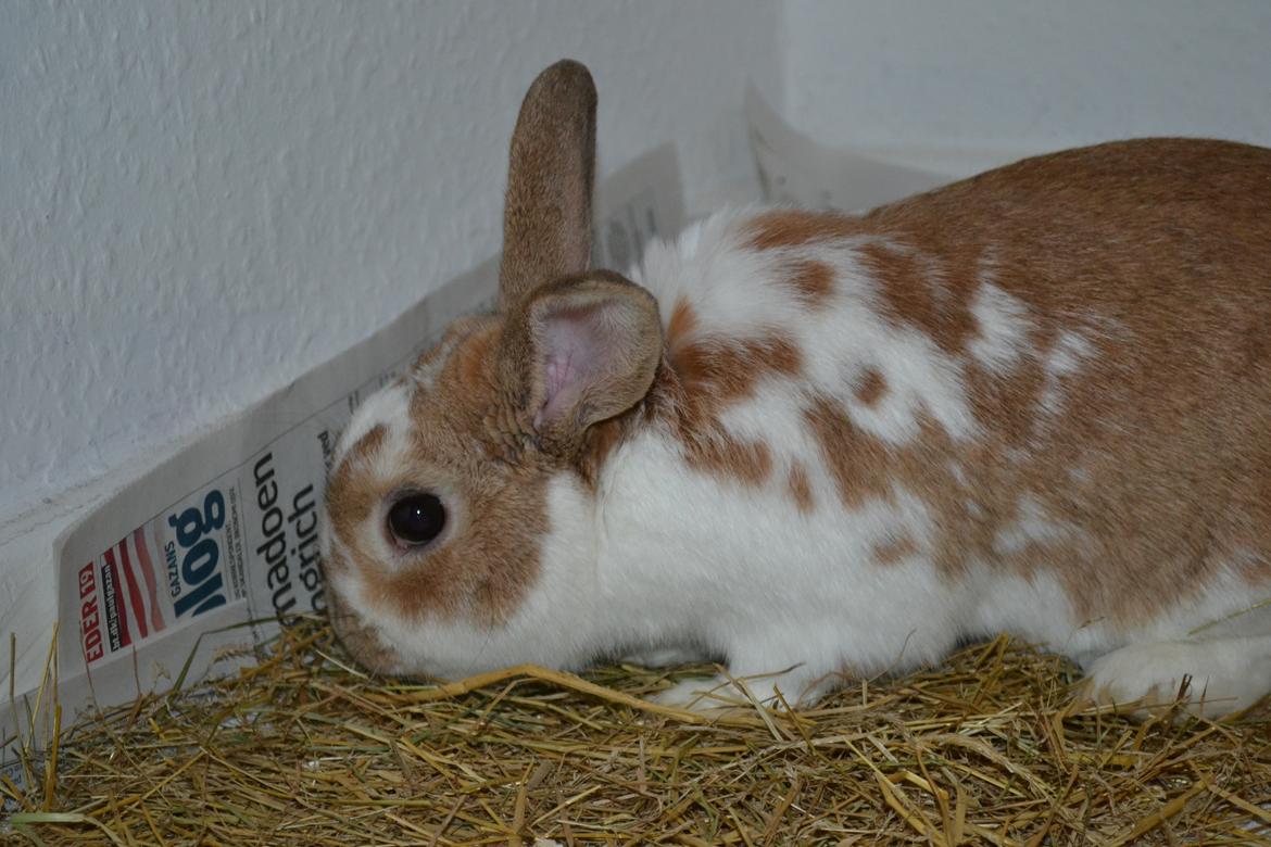 Kanin Princeton a.k.a Prins. billede 3