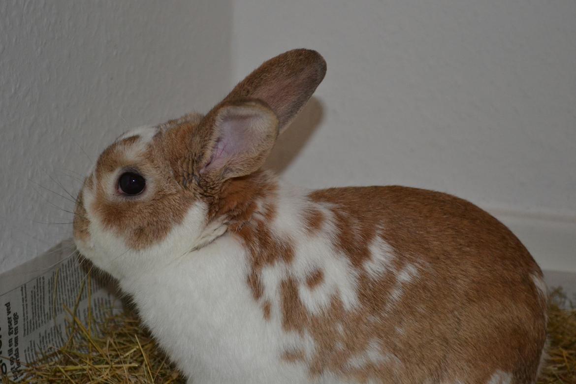 Kanin Princeton a.k.a Prins. billede 4