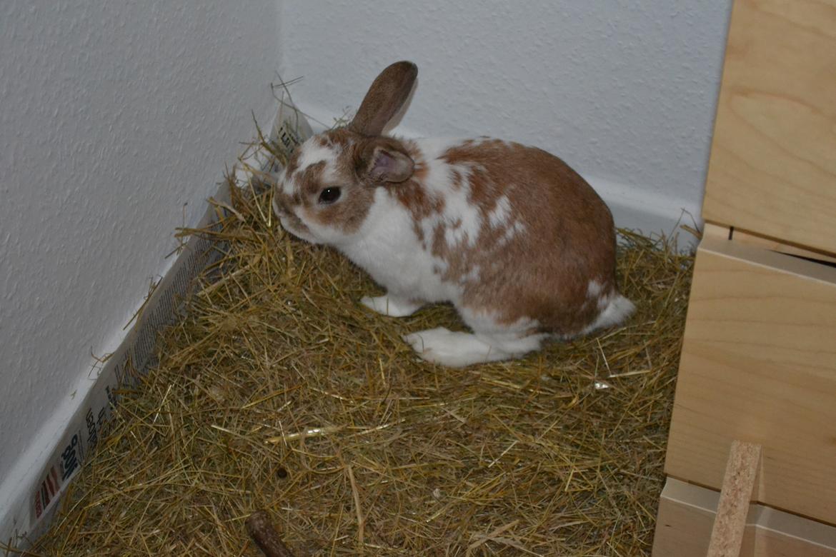 Kanin Princeton a.k.a Prins. billede 5