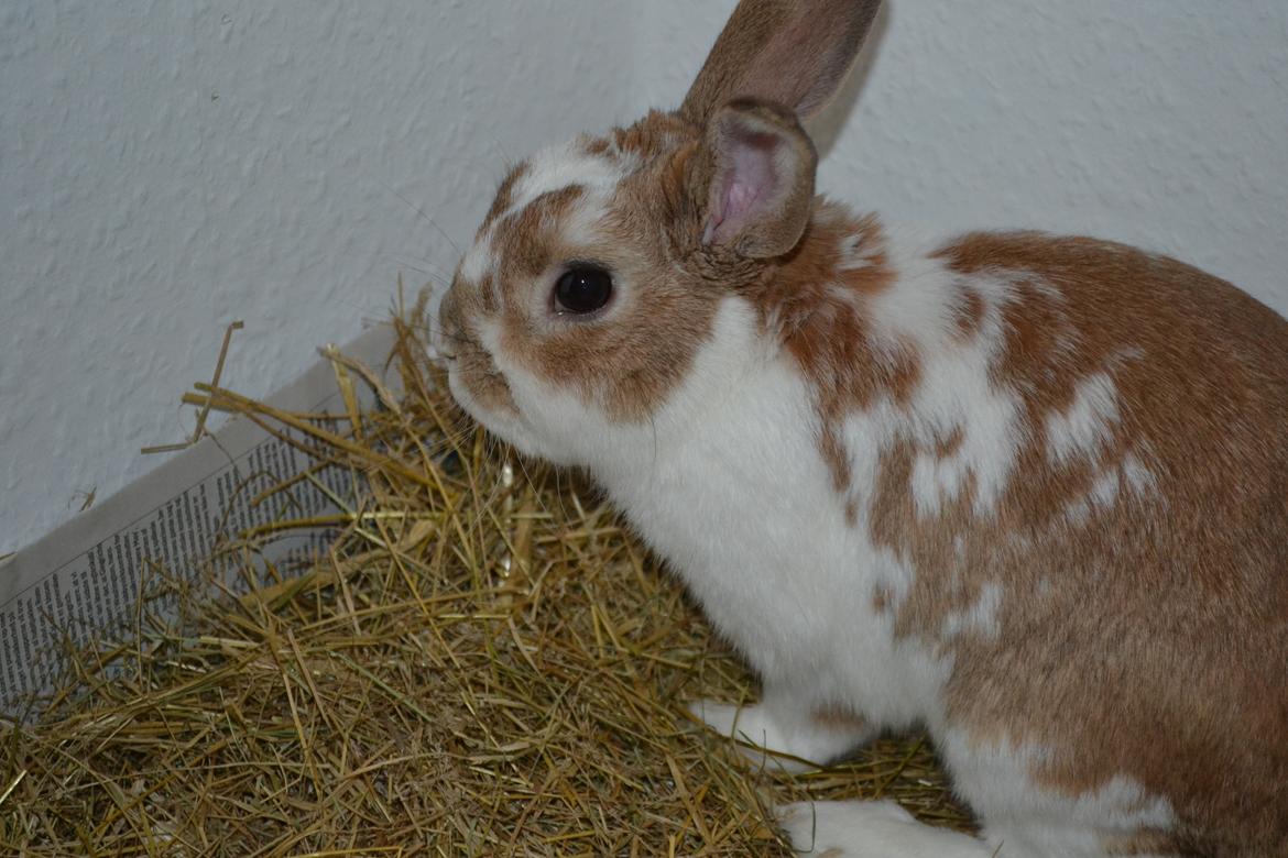 Kanin Princeton a.k.a Prins. billede 6