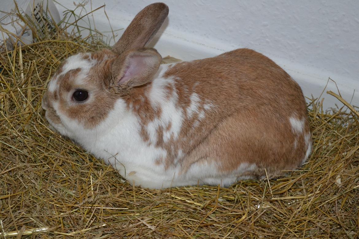 Kanin Princeton a.k.a Prins. billede 8