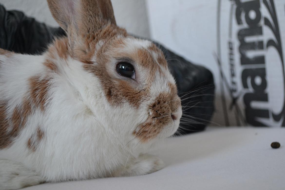 Kanin Princeton a.k.a Prins. billede 9