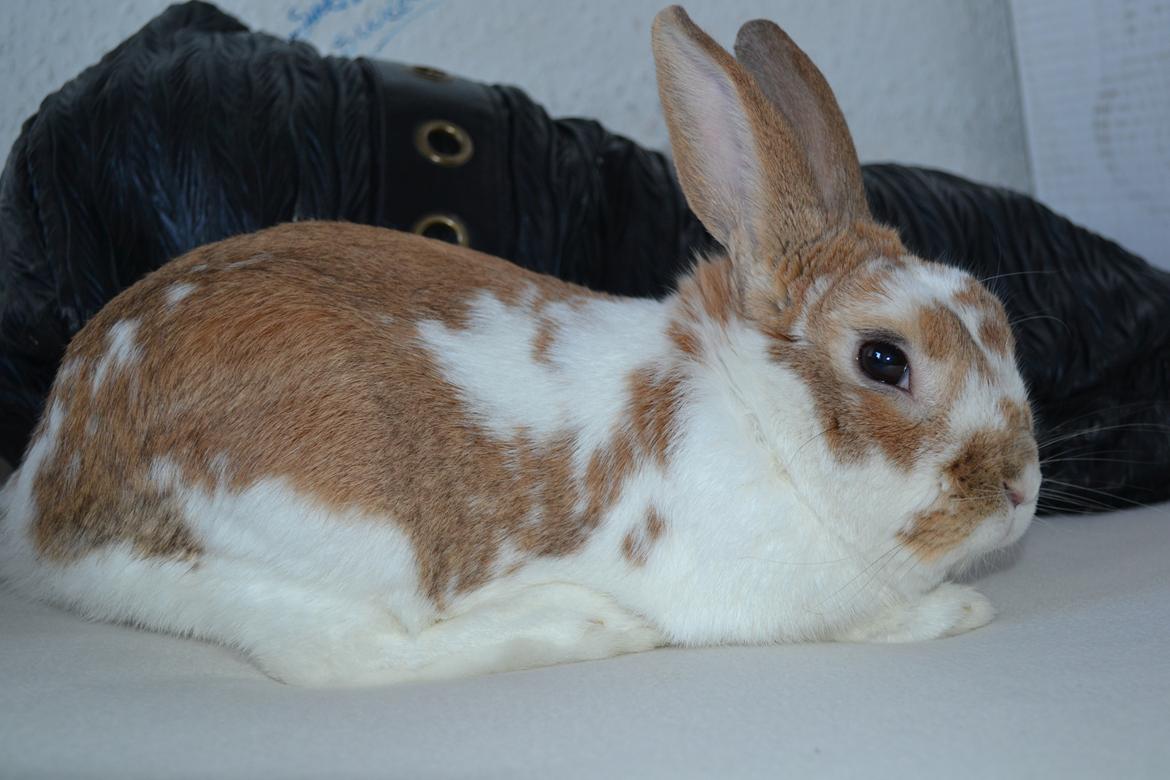 Kanin Princeton a.k.a Prins. billede 10