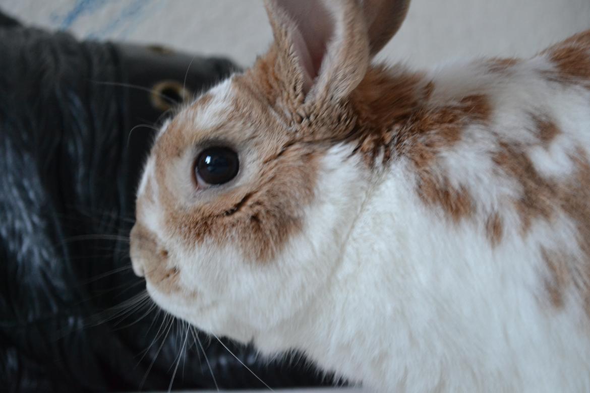 Kanin Princeton a.k.a Prins. billede 12