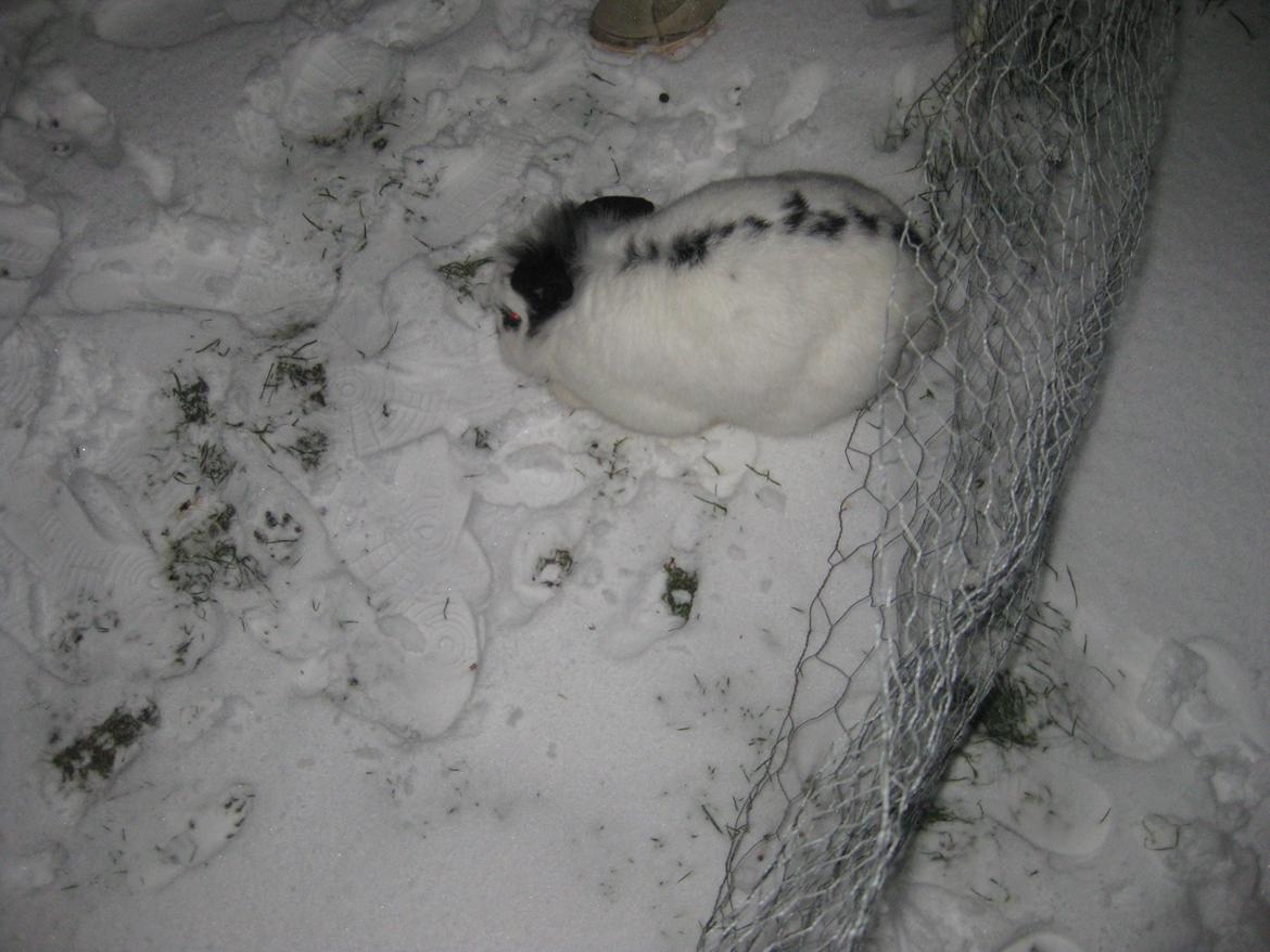 Kanin Stjernen´s Plet!<3 VERDENS BEDSTE! <3 - du for dejlig Plet!<3 billede 3