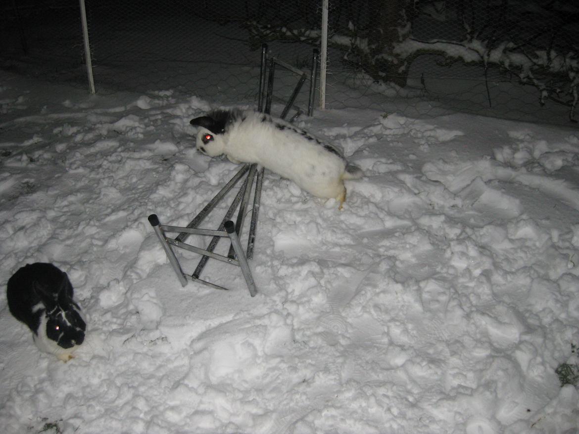 Kanin Stjernen´s Plet!<3 VERDENS BEDSTE! <3 - han kan nok den Pletskifisen <3 :-* billede 2