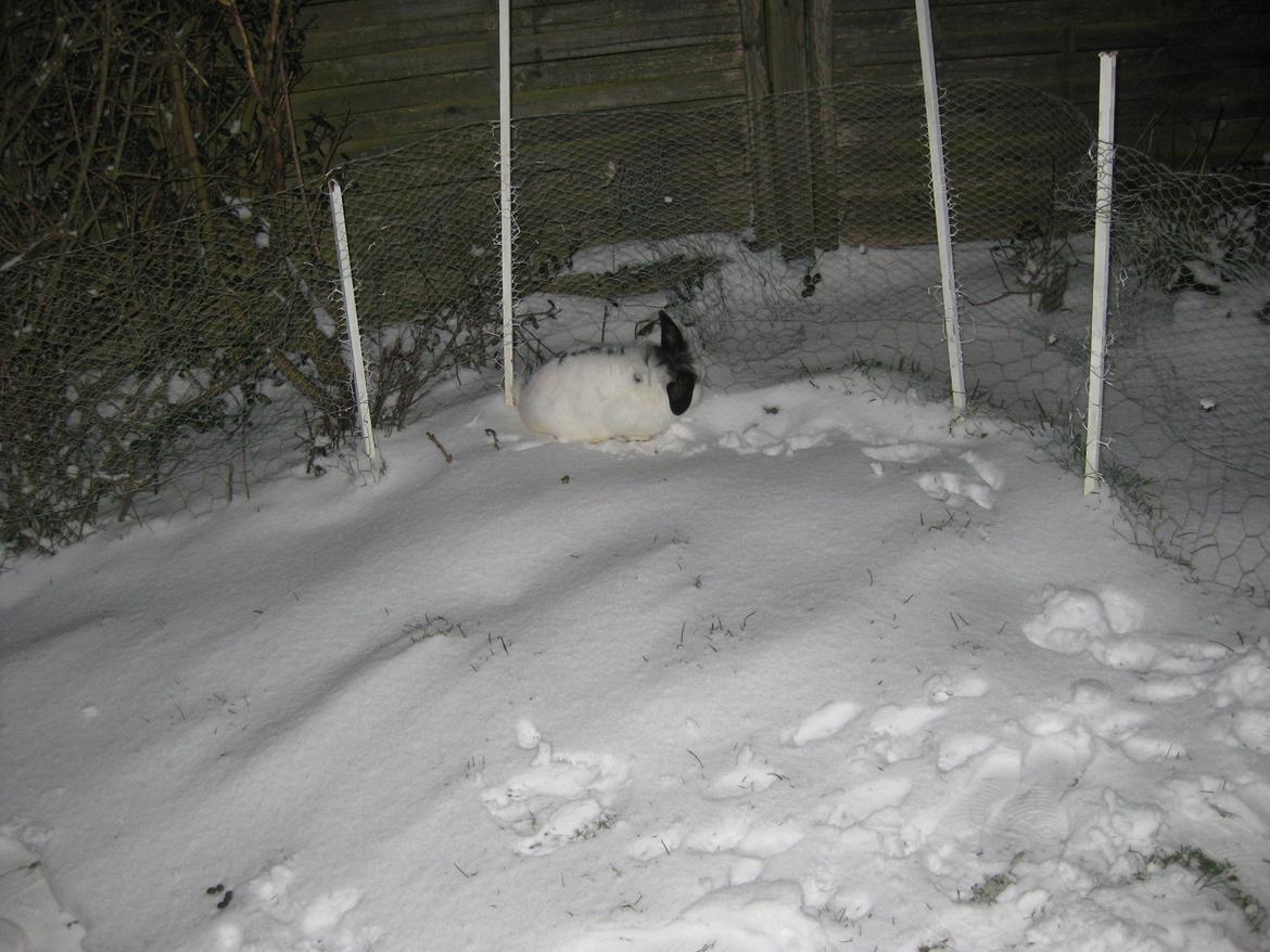 Kanin Stjernen´s Plet!<3 VERDENS BEDSTE! <3 - Pletter hygger sig i sneen<3 billede 4