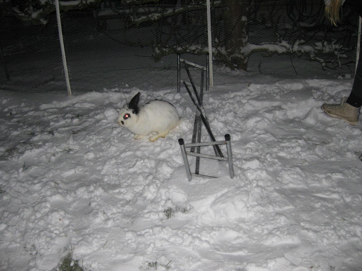 Kanin Stjernen´s Plet!<3 VERDENS BEDSTE! <3 - skøre Plet!<3 billede 5