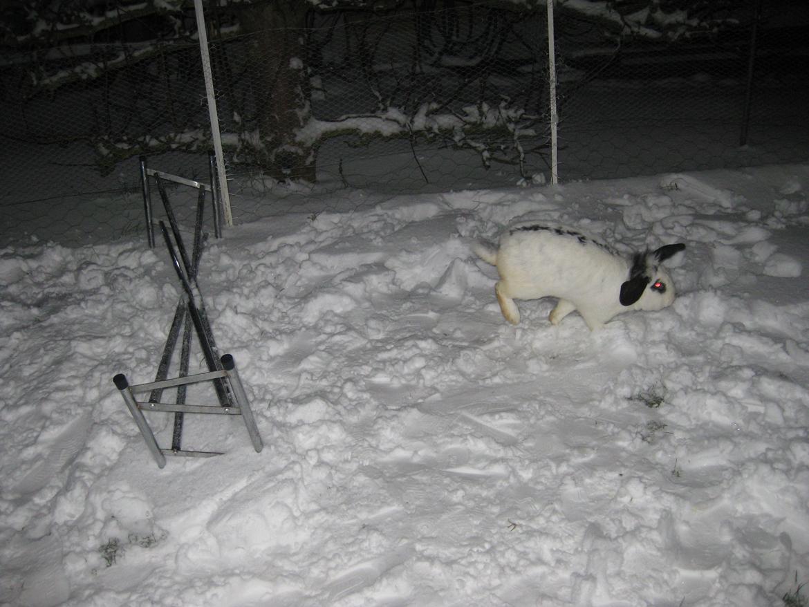 Kanin Stjernen´s Plet!<3 VERDENS BEDSTE! <3 - Elsker dig PLETTER!<3:-* billede 7